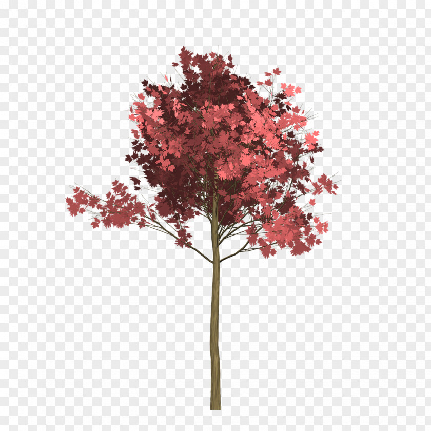 Tree Red Maple Image Twig Stock.xchng PNG