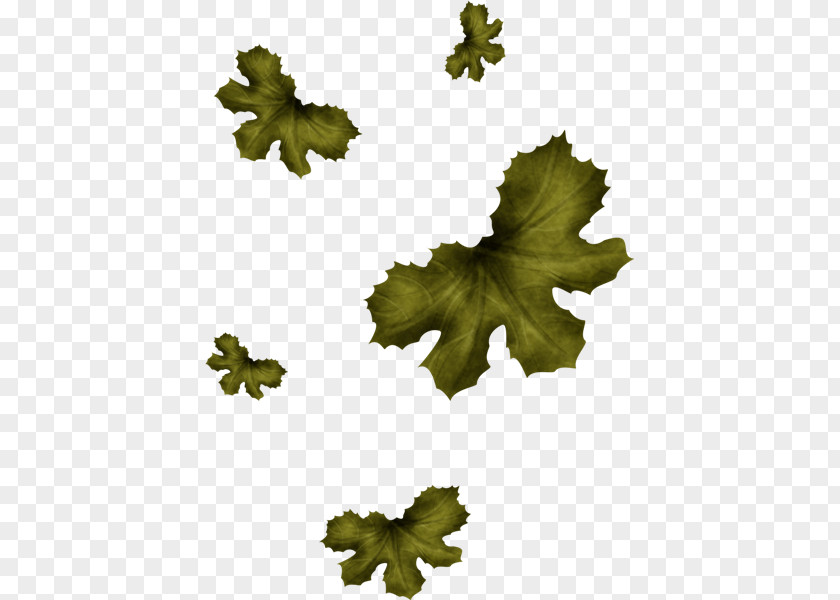 Grape Tree Leaf PNG