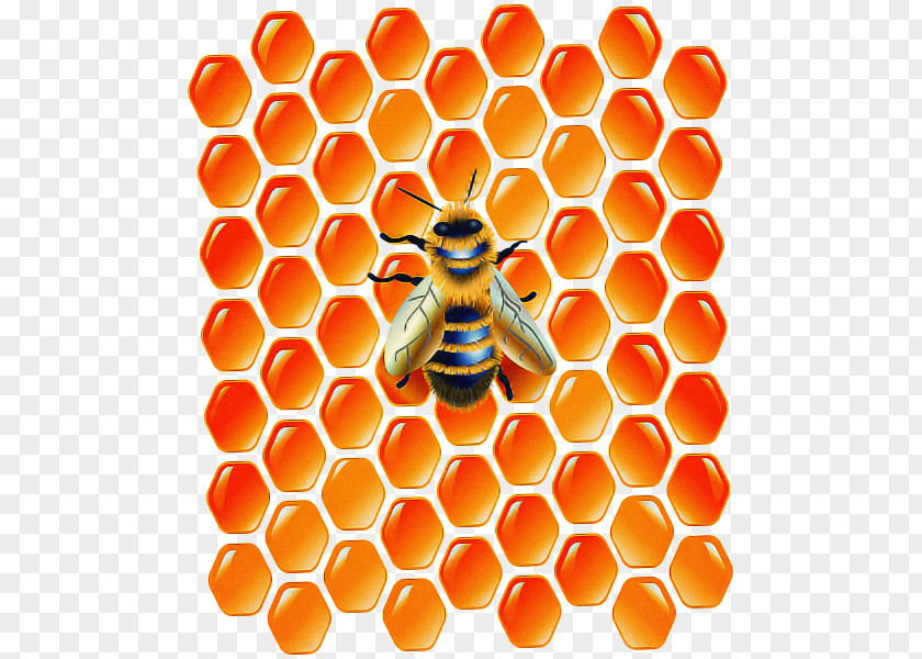 Insect Pollinator Hexagon Background PNG