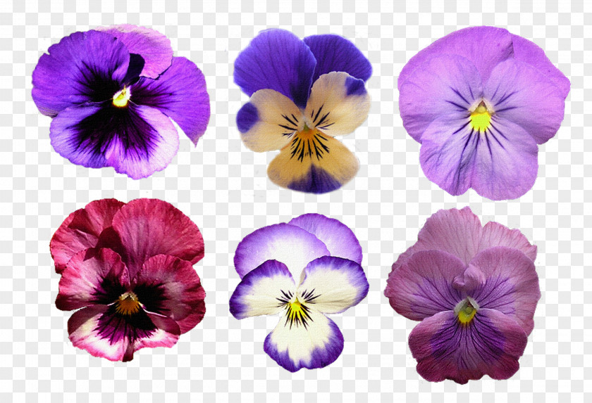 Pansy Clip Art PNG