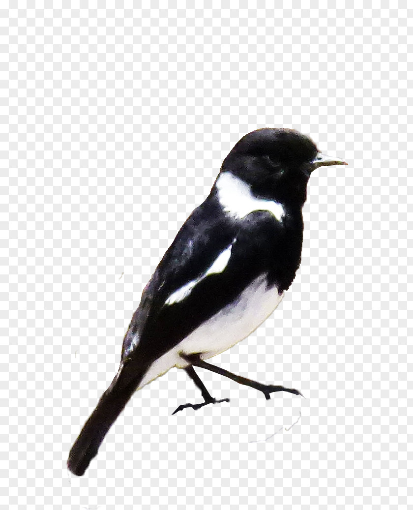 Preist Eurasian Magpie Finches American Sparrows Fauna PNG