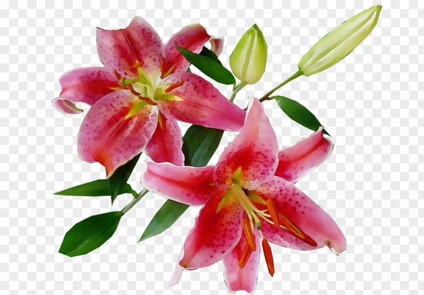 Bouquet Lily Family Flower Flowering Plant Petal PNG