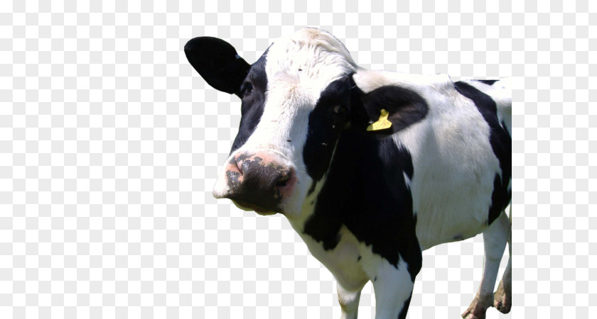 Goat Holstein Friesian Cattle Calf The Cow Gyr PNG