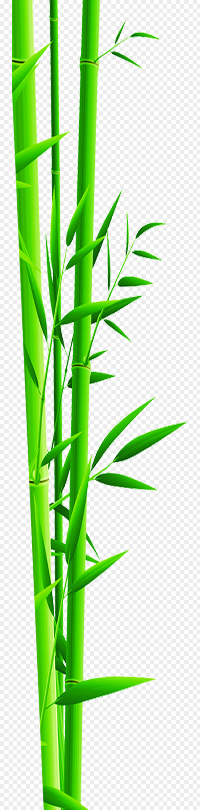 Hand Painted Green Bamboo Bamboe Gratis PNG