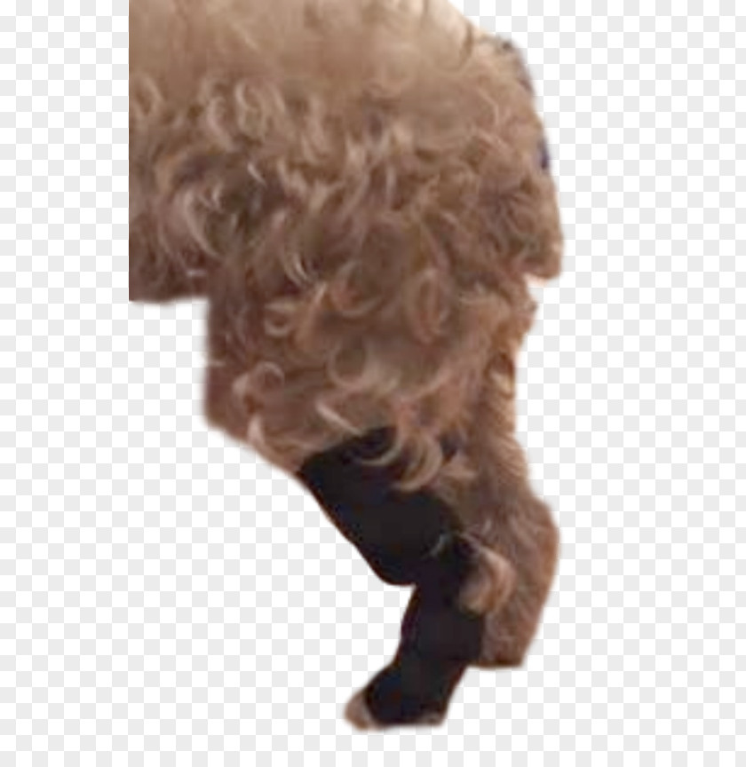 Keep Pets Dog Breed Poodle Hock Paw PNG