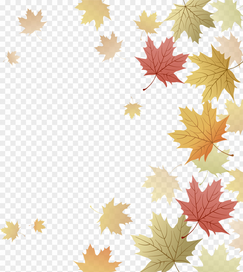 Leaves Border Japanese Maple Red Leaf Autumn PNG