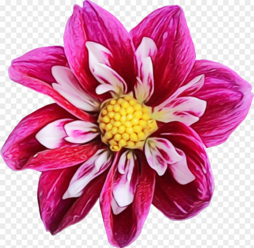 Artificial Flower Chrysanths Watercolor Pink Flowers PNG