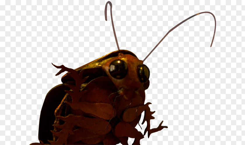 Cockroach Artist Insect Pollinator PNG