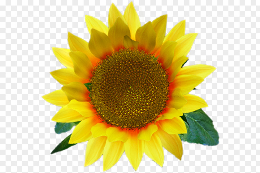 Common Sunflower Desktop Wallpaper Clip Art PNG