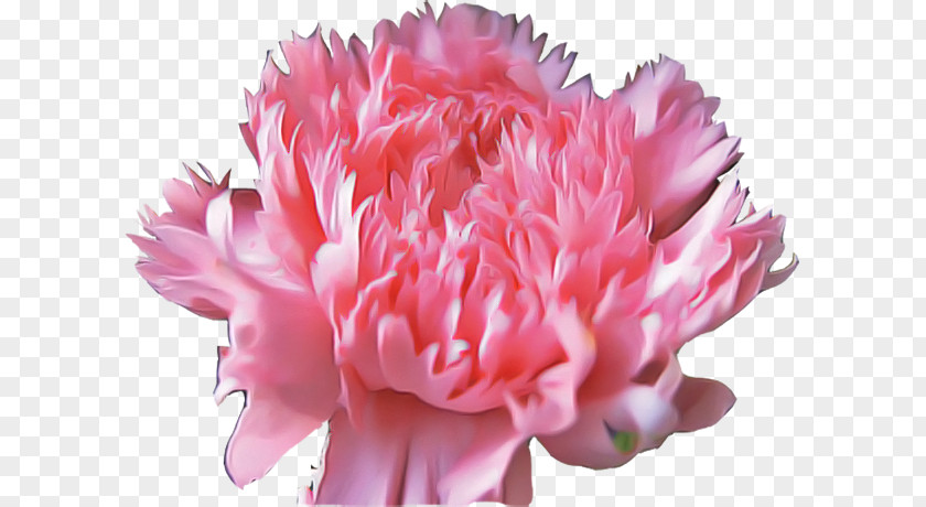 Flower Pink Petal Cut Flowers Plant PNG