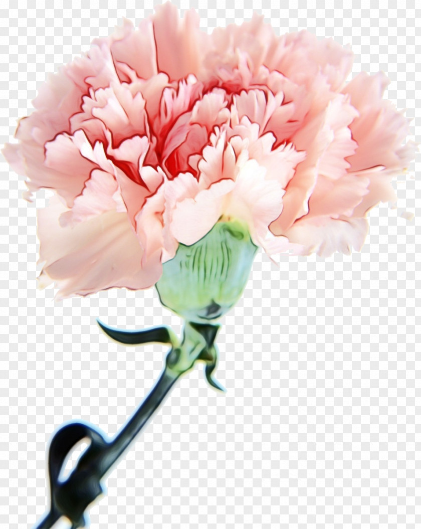 Plant Stem Dianthus Pink Flower Cartoon PNG