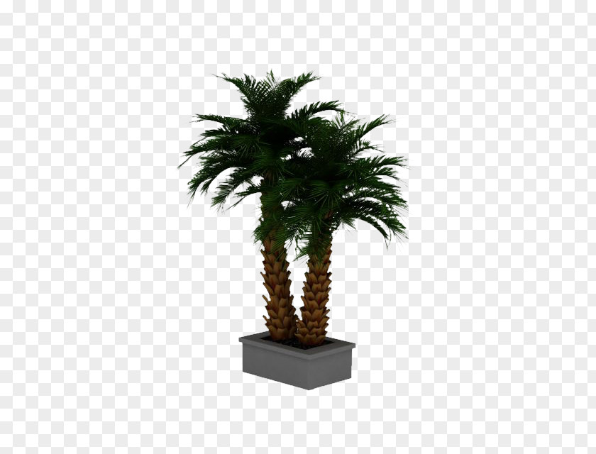 Potted Palm Tree 3d Model Date Arecaceae 3D Computer Graphics Phoenix Roebelenii PNG