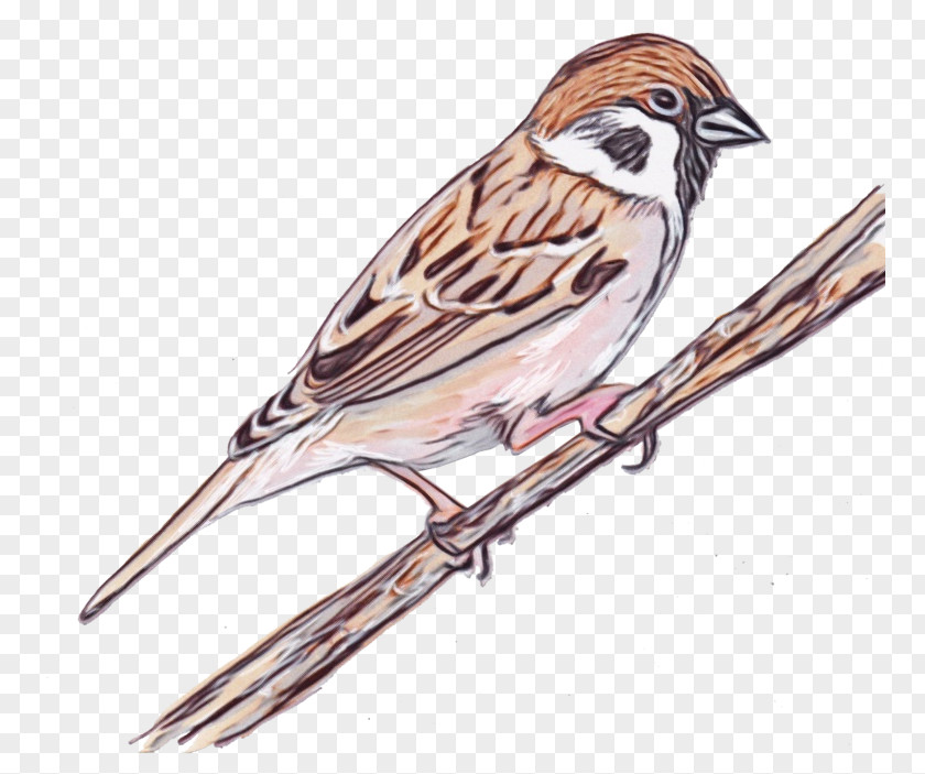 Song Sparrow Swamp Bird House Chipping Beak PNG
