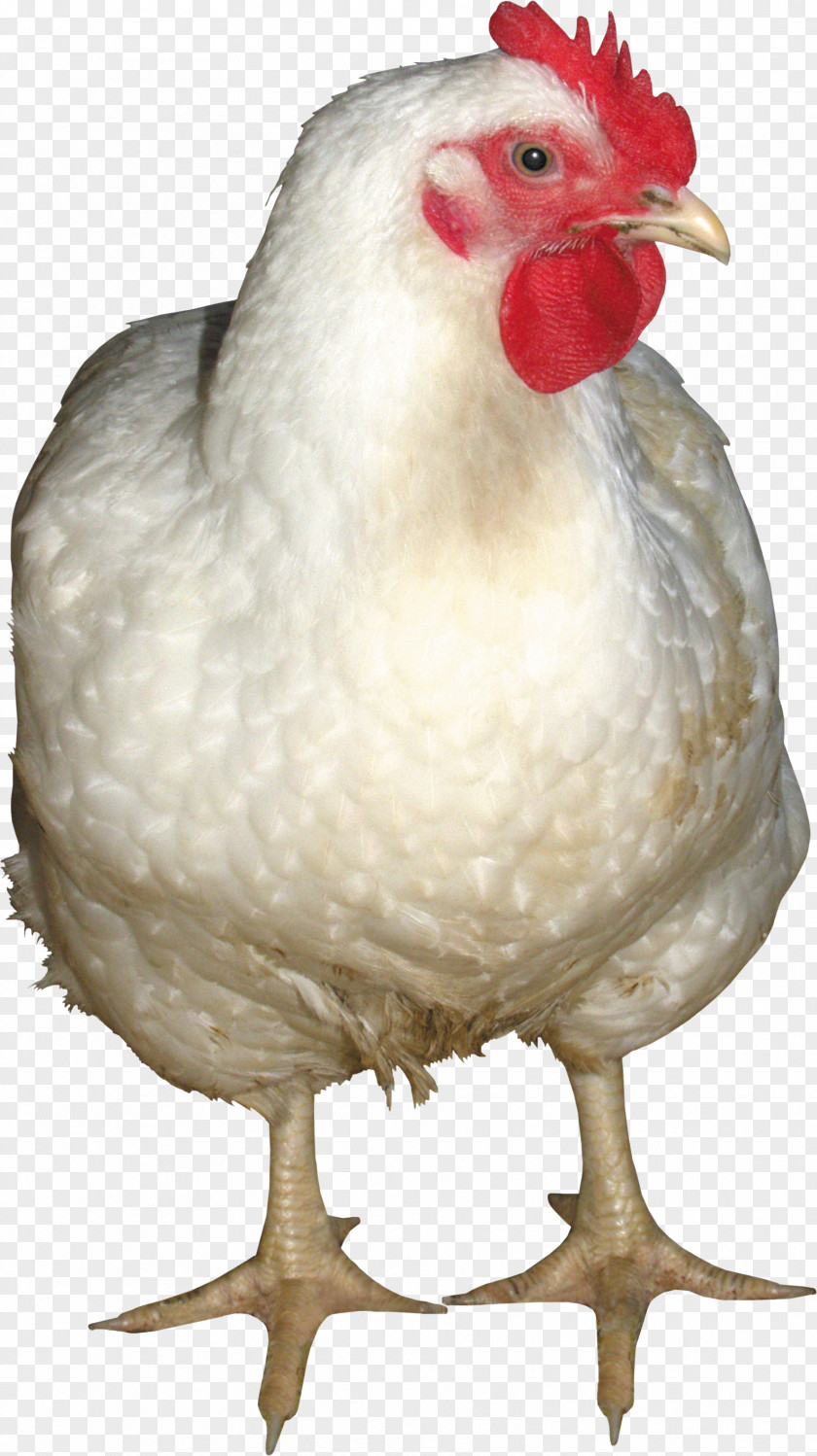 White Chicken Image Fried Meat Salad PNG