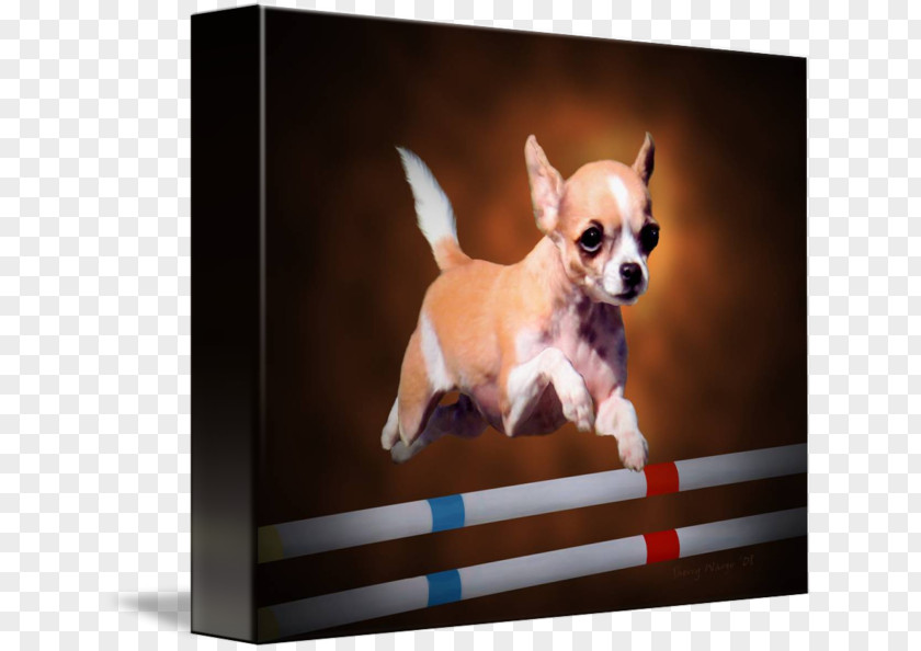 Dog In Kind Chihuahua Puppy Breed Companion Toy PNG
