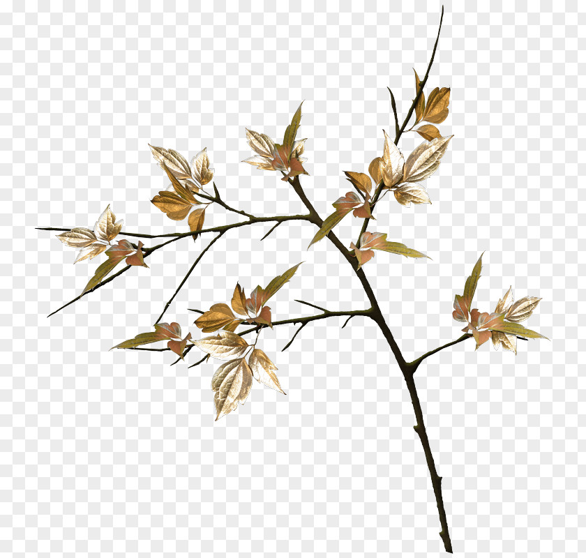 Leaf Twig Plant Stem Flower Grasses PNG
