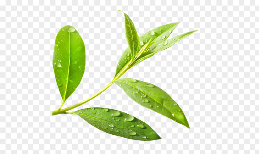 Tea Watercolor Green Tree Oil Camellia Sinensis PNG