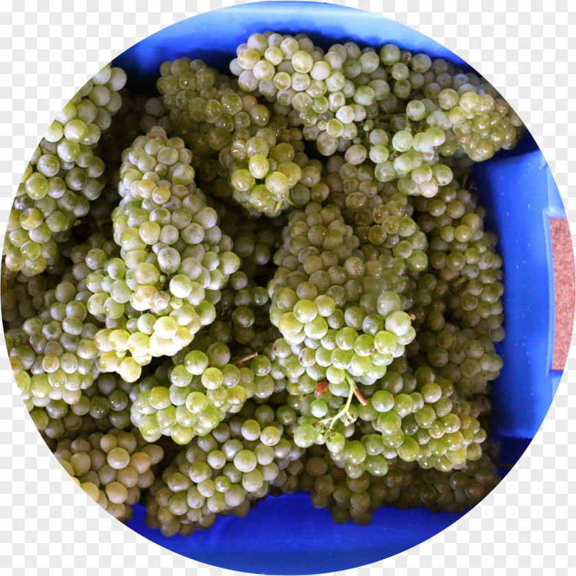 Wine Winemaking Common Grape Vine Production PNG