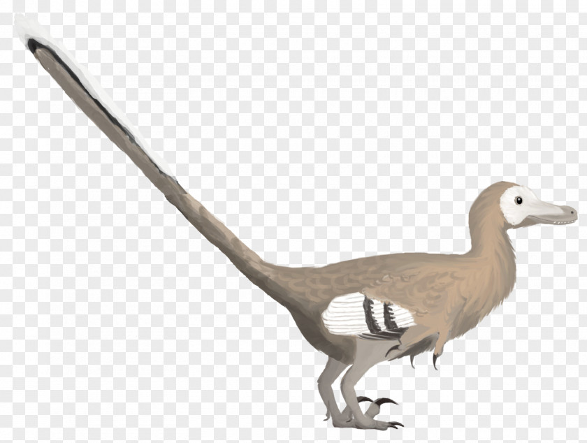 Bird Velociraptor Deinonychus Duck Dinosaur PNG