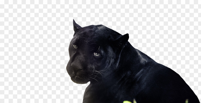 Black Panther The Cat Amasol AG PNG