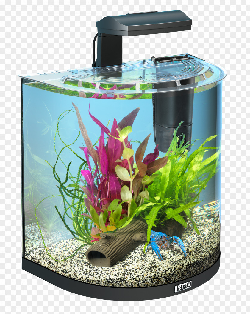 Das Aquarium Siamese Fighting Fish Tetra Fishkeeping Goldfish PNG