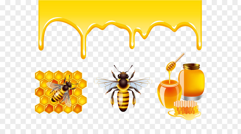 Honey Bee Honeycomb PNG