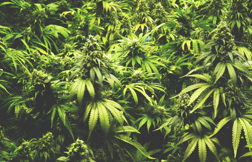 Marijuana Medical Cannabis Legality Of By U.S. Jurisdiction Decriminalization PNG