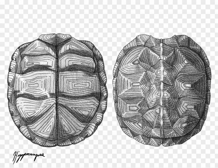 Turtle Shell Drawing Eastern Box PNG