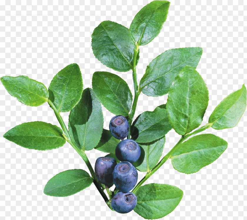 Blueberries Blueberry Icon PNG