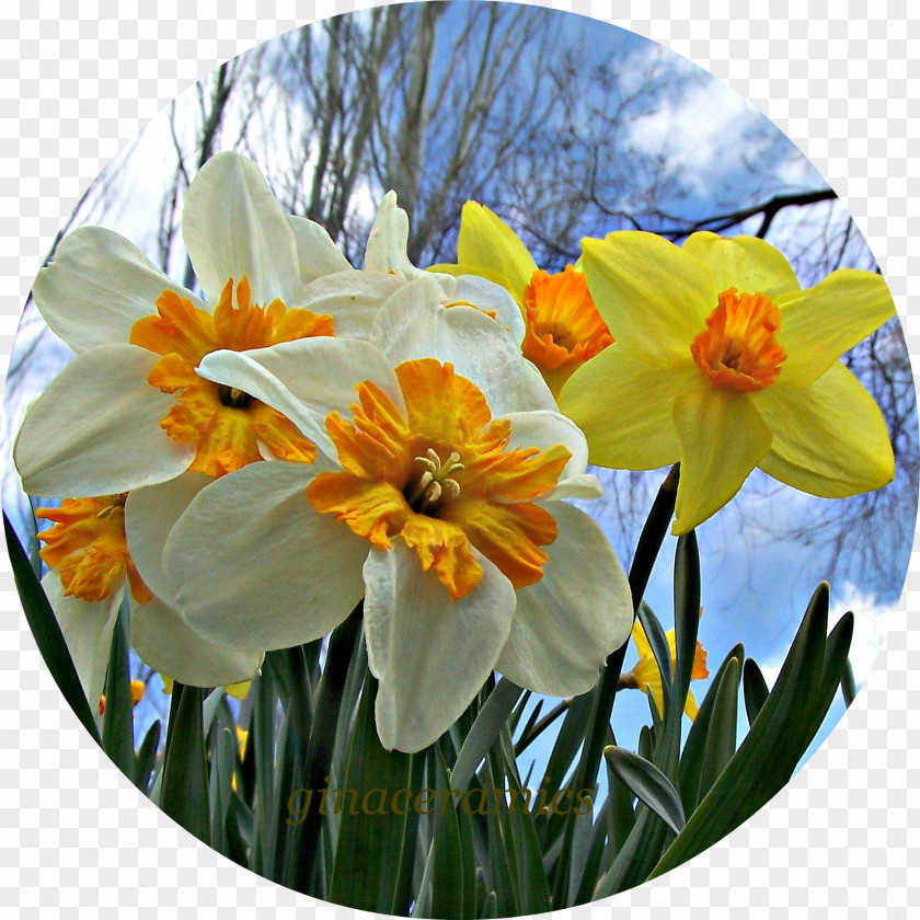 Daffodils Narcissus PNG
