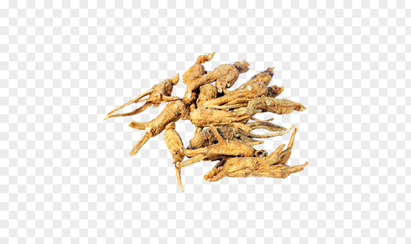 Dried Herbs Female Ginseng American Chinese Herbology Extract PNG