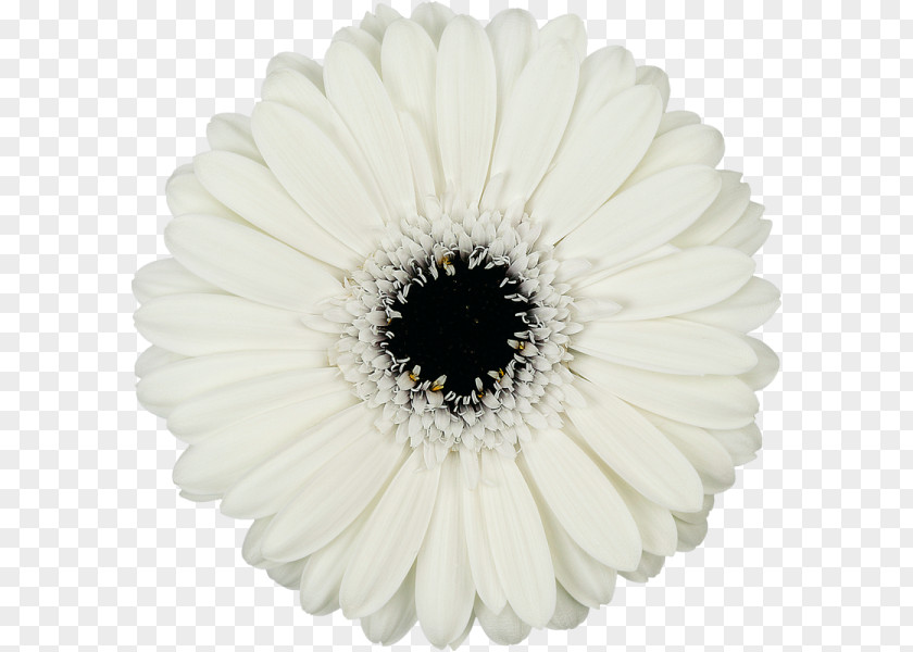 Flower Common Daisy Transvaal White Cut Flowers PNG
