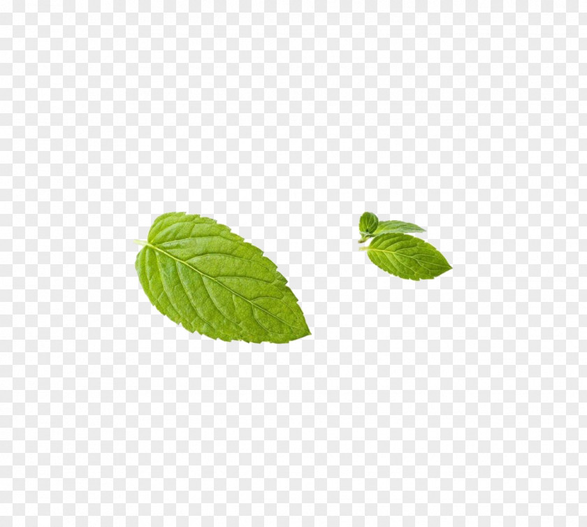 Mint Leaf Peppermint Green PNG