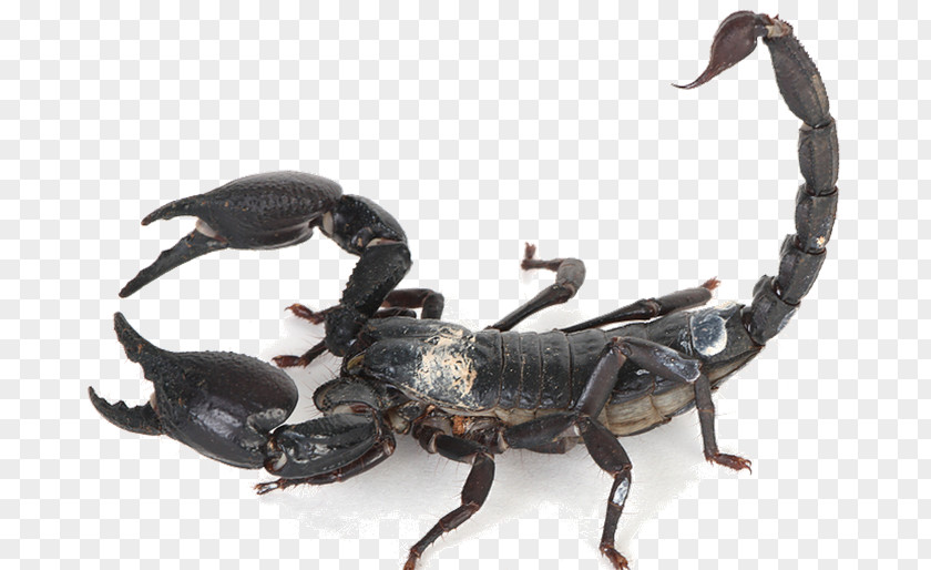 Scorpion Emperor Insect Arthropod Arachnid PNG