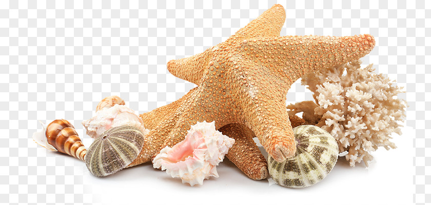 Sea Shells Seashell Beach Clip Art PNG