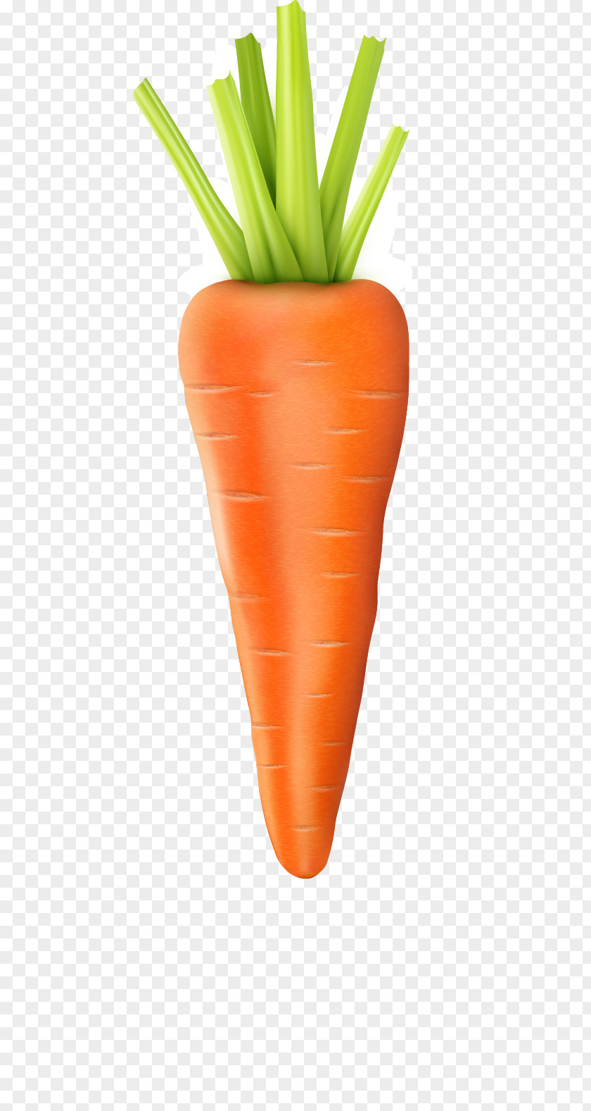 Vector Carrot Baby Vegetable PNG