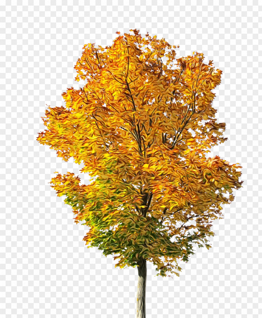 Flower Deciduous Tree Plant Leaf Woody Yellow PNG