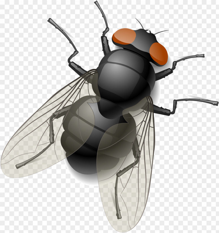 Fly Royalty-free Stock Photography Clip Art PNG