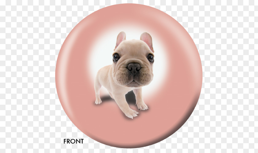 Puppy French Bulldog Toy Dog Breed Companion PNG