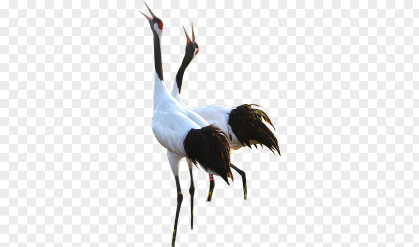 Red-crowned Crane PNG crane clipart PNG