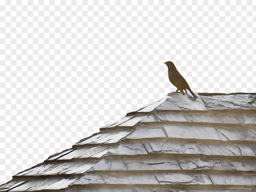 Beak Birds Bird Of Prey Roof Science PNG