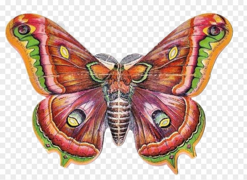 Butterfly Victorian Era Clip Art PNG