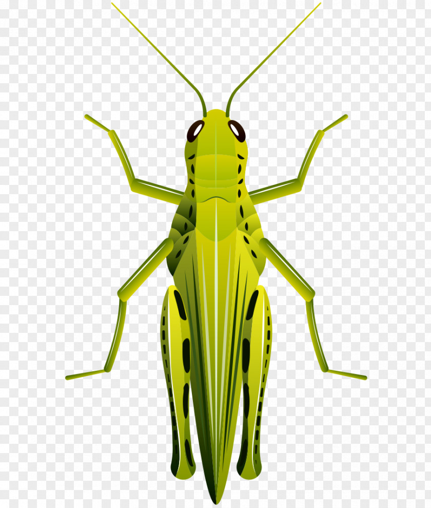 Cartoon Painted Green Grasshopper Beetle Clip Art PNG