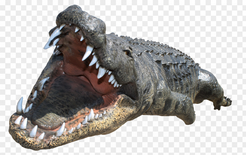 Crocodiles Crocodile Desktop Wallpaper PNG