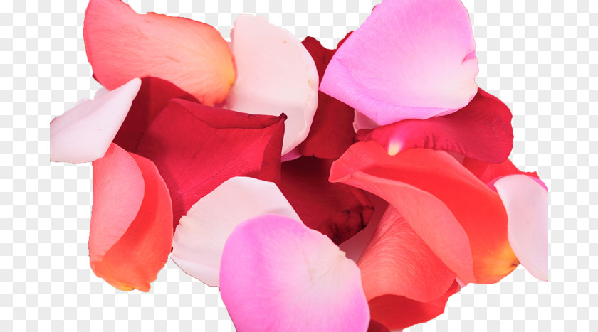 Flower Petal Rose Color PNG