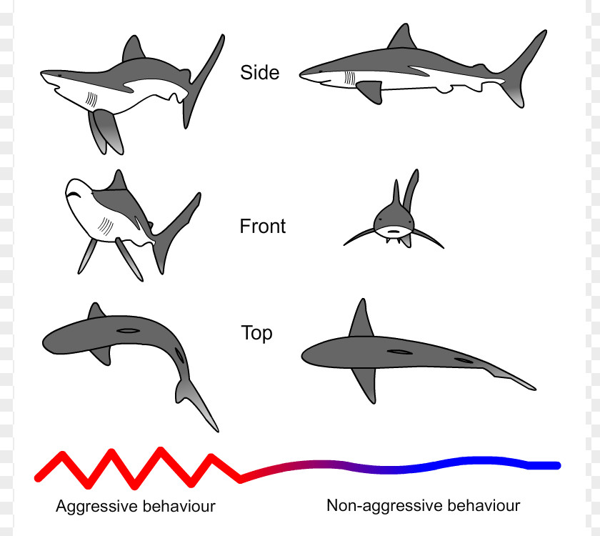 Hammerhead Shark Cartoon Attack Carcharhinus Amblyrhynchos Aggression Threat Display PNG