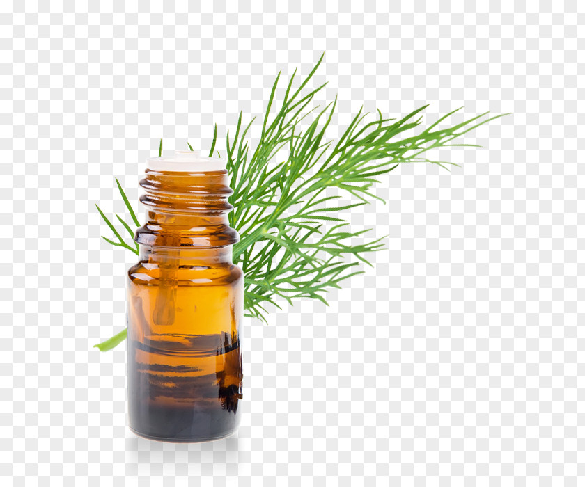Oil Essential Eucalyptus Aromatherapy Lavender PNG