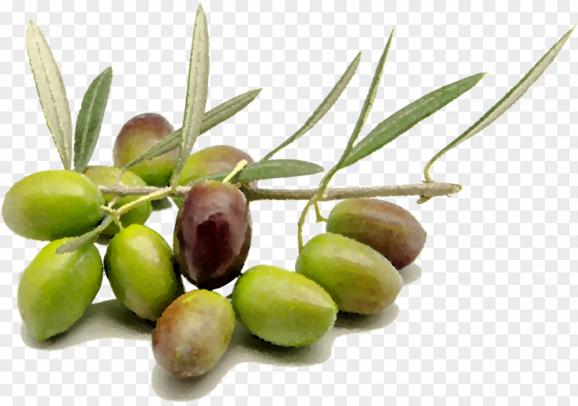 Olive Oil Organic Food Wine PNG