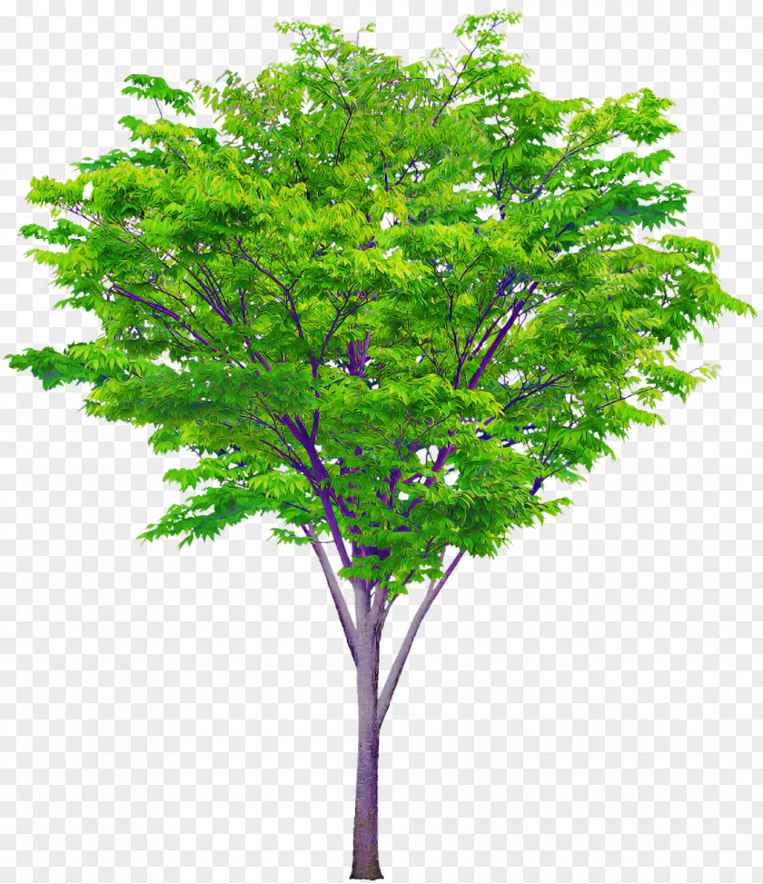 Tree Shrub Judas-tree Oak Branch PNG