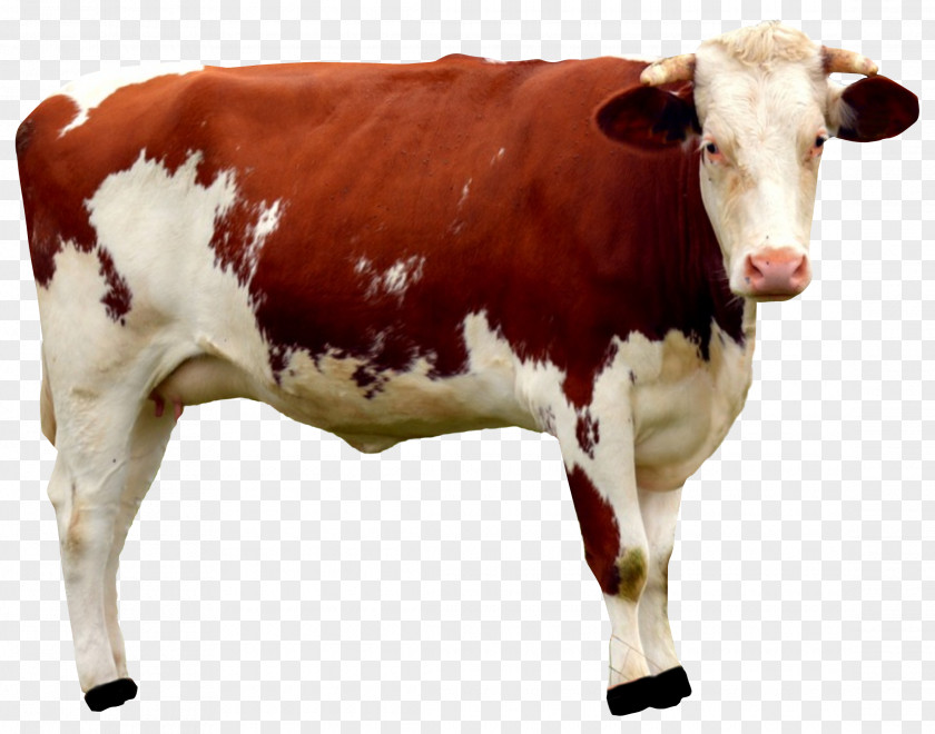 Beef Cattle Dairy Mammal Desktop Wallpaper PNG